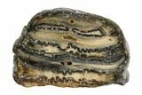 Mammoth Molar Slice With Case - South Carolina #95293-1